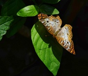 18th Jul 2024 - 7 18 White Peacock butterfly