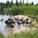 Taking a dip in the Lake  by dailypix