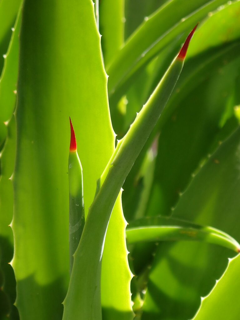 Agave Sunrise  by matsaleh