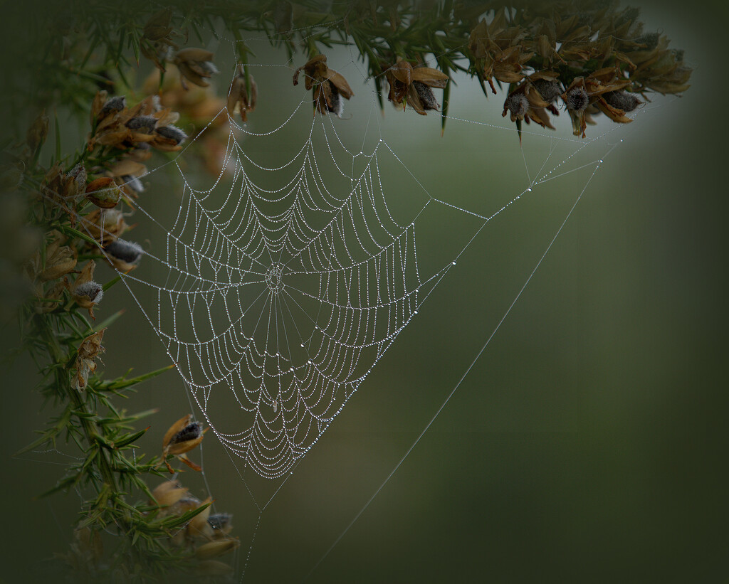 The web by dide