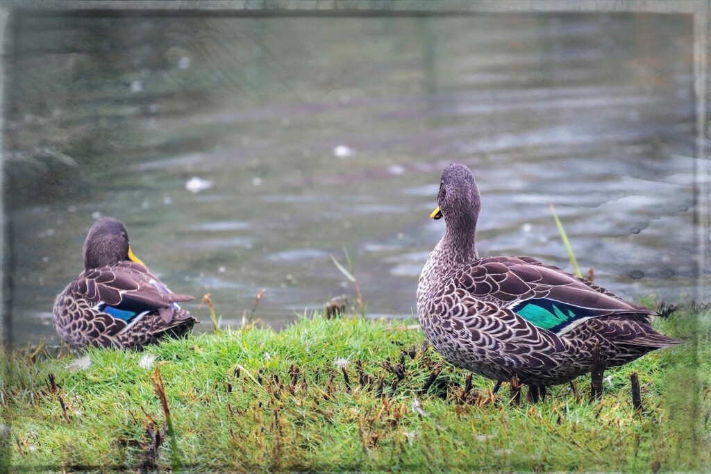 Mallards? by ludwigsdiana