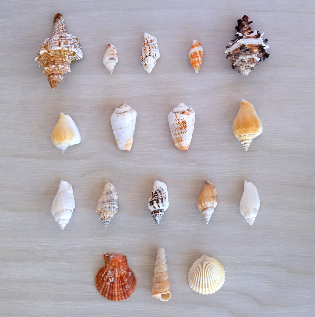 shells by brigette