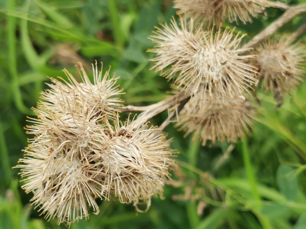 Seed heads  by plainjaneandnononsense