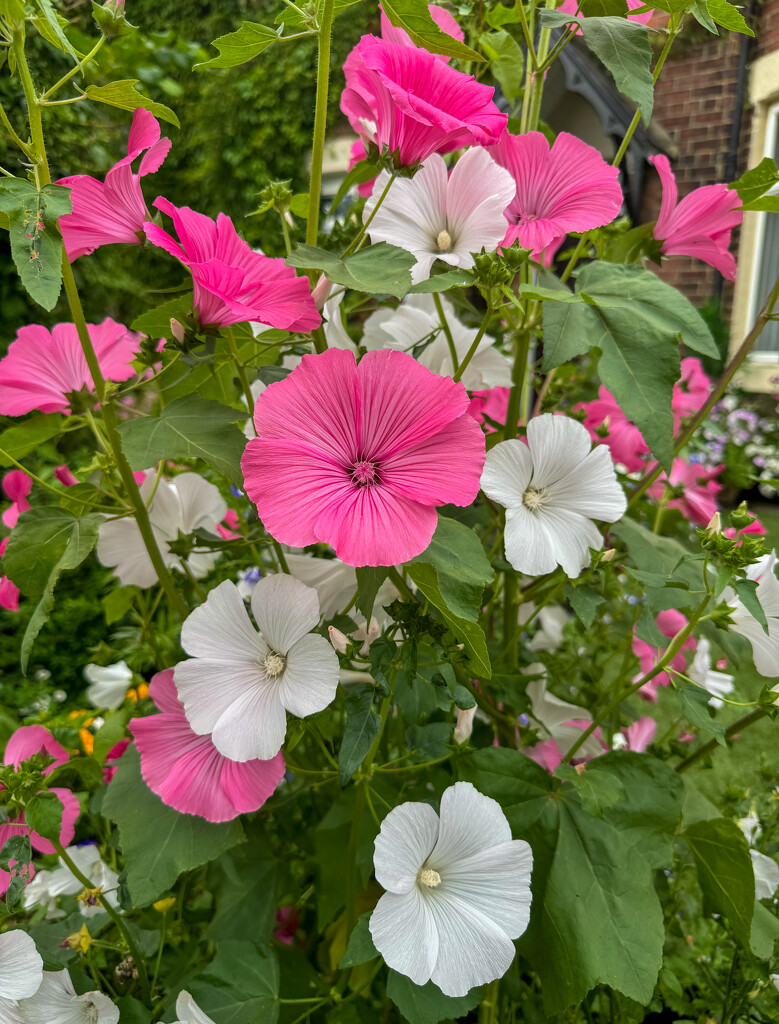 Pink and White Blooms by eviehill