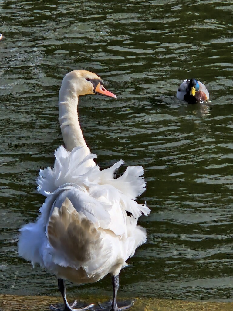 Swan Lake by mumswaby