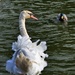 Swan Lake by mumswaby