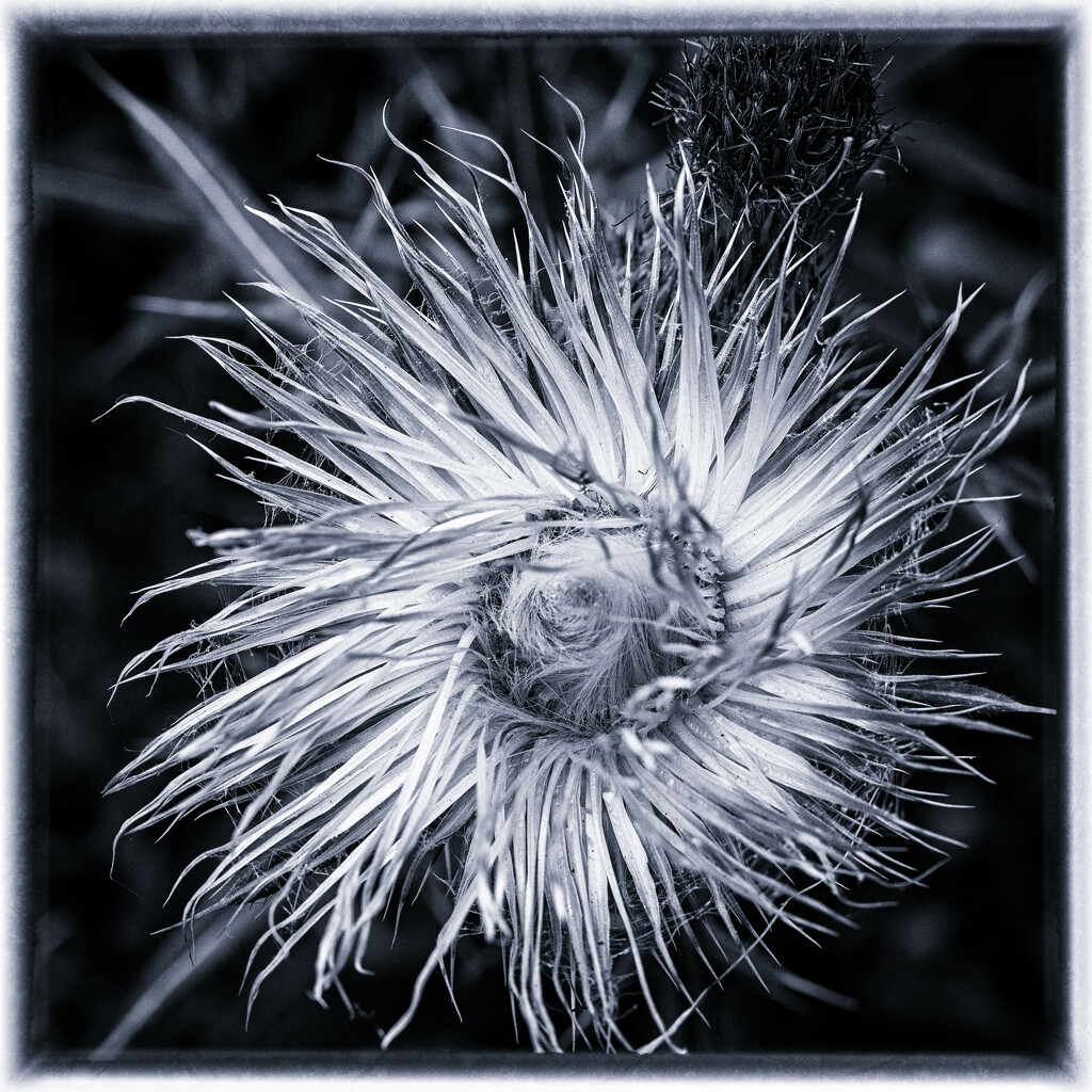 A basket of thistles after flowering by haskar