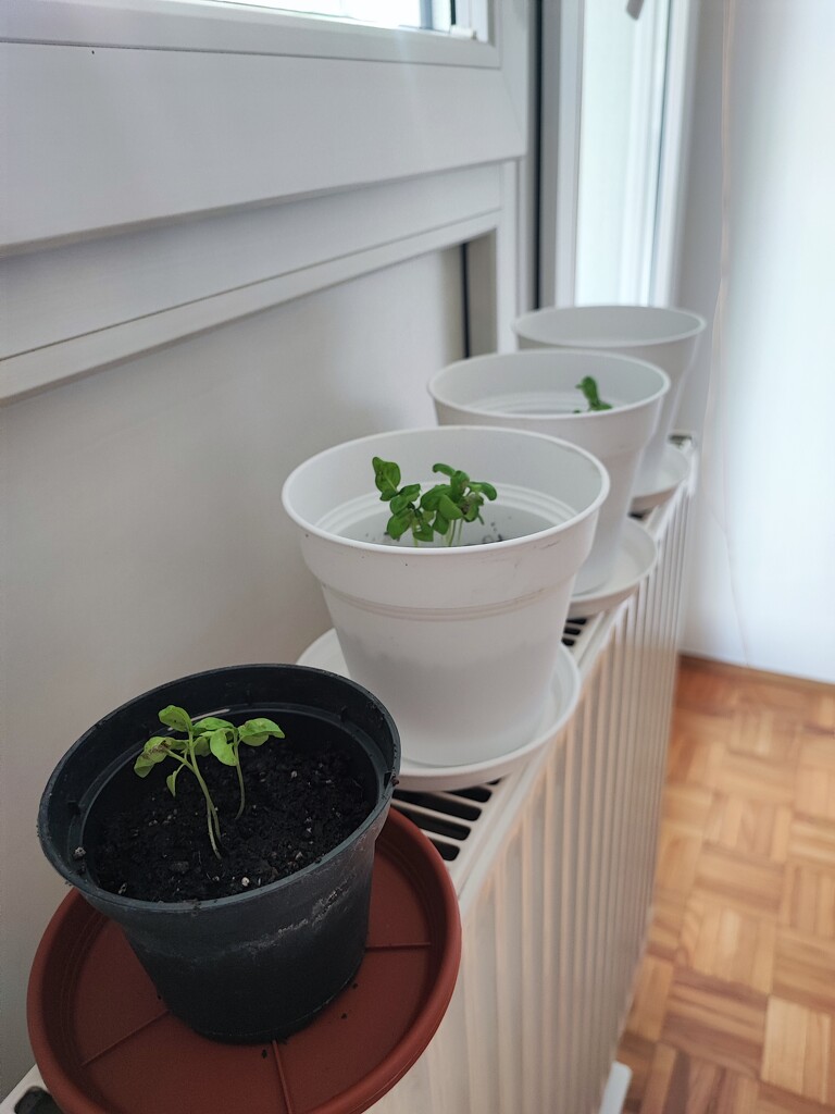 Replanting my basil seedlings by nami