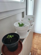 23rd Jul 2024 - Replanting my basil seedlings