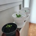 Replanting my basil seedlings