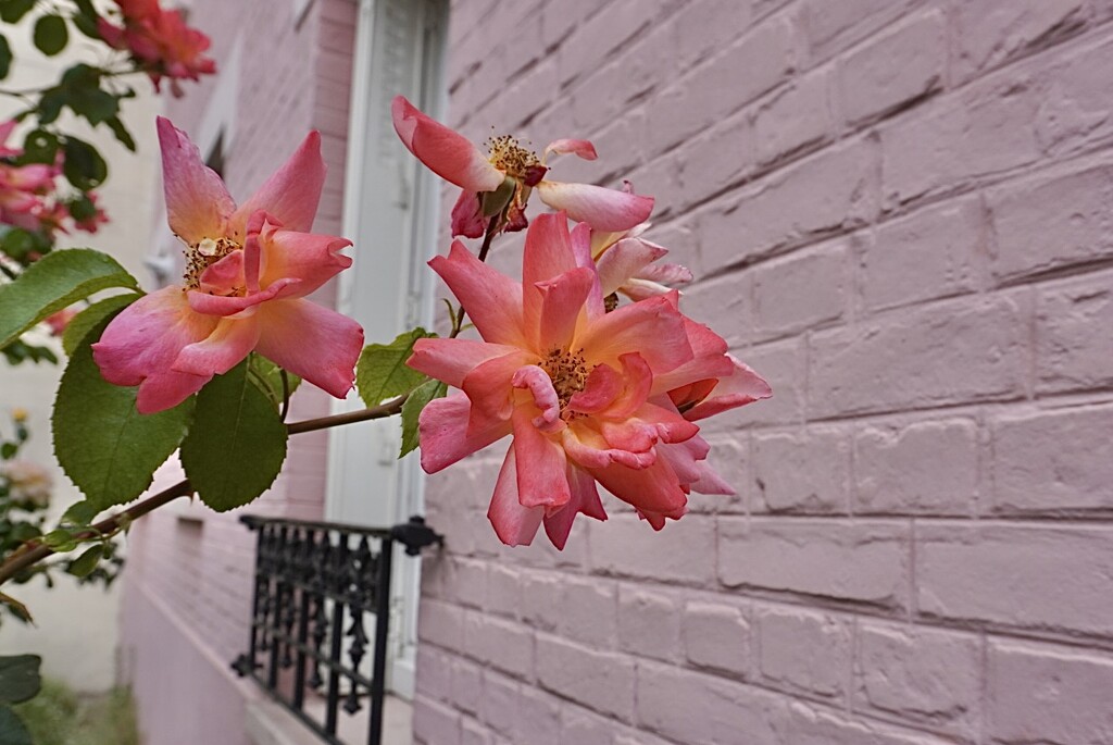 Morning pinks by beverley365