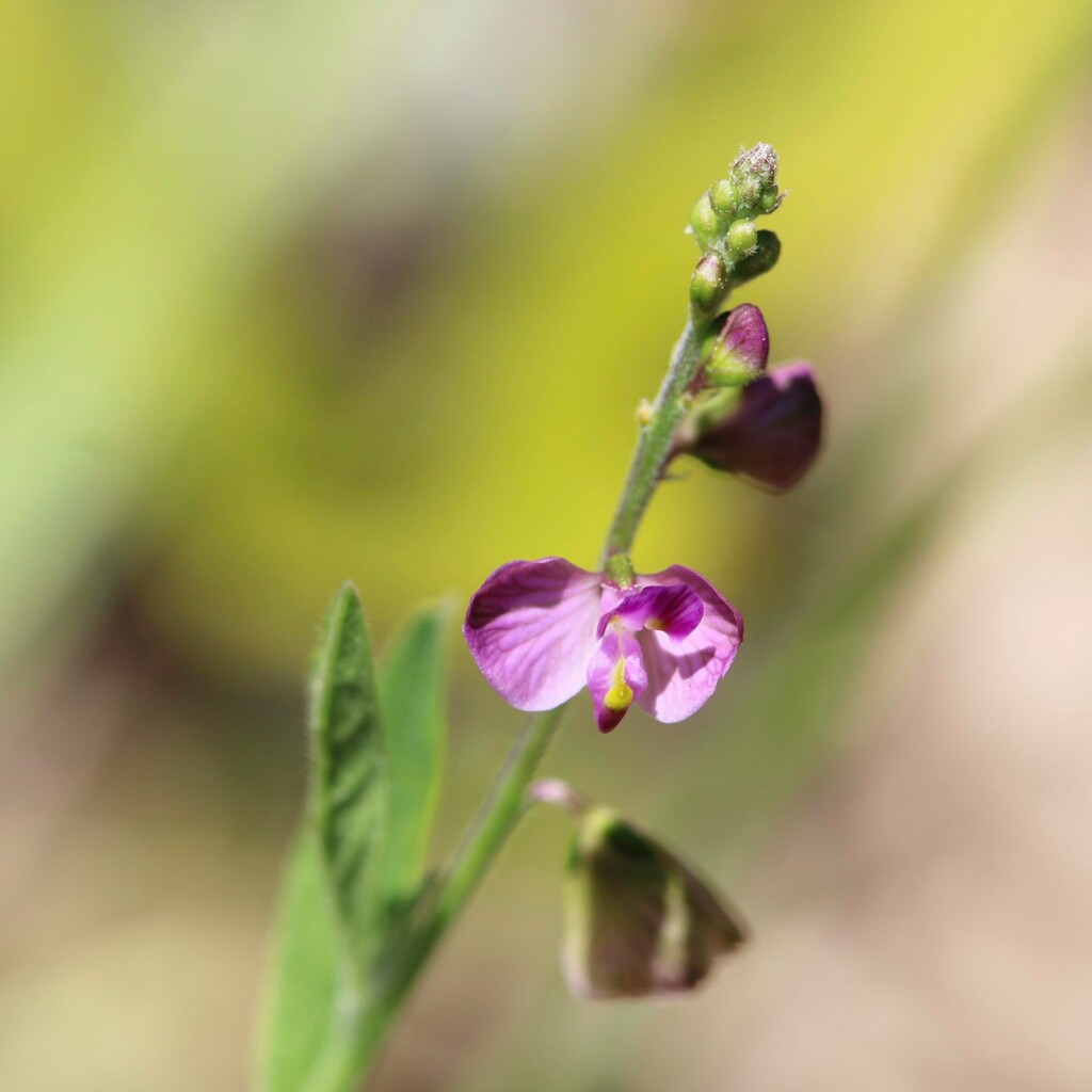 Showy milkwort bloom... by marlboromaam