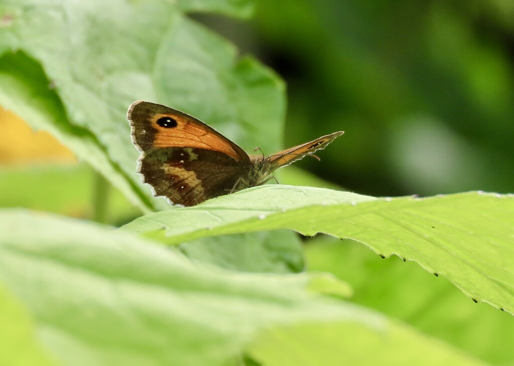 A solitary Gatekeeper by orchid99