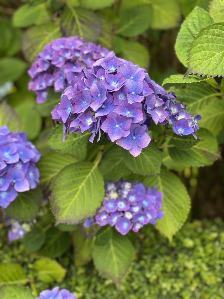 Hydrangea  by alison59