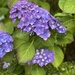 Hydrangea  by alison59