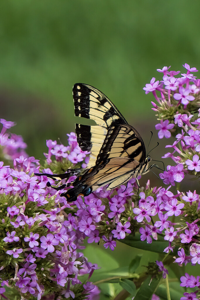 Eastern Tiger Swallowtail by k9photo