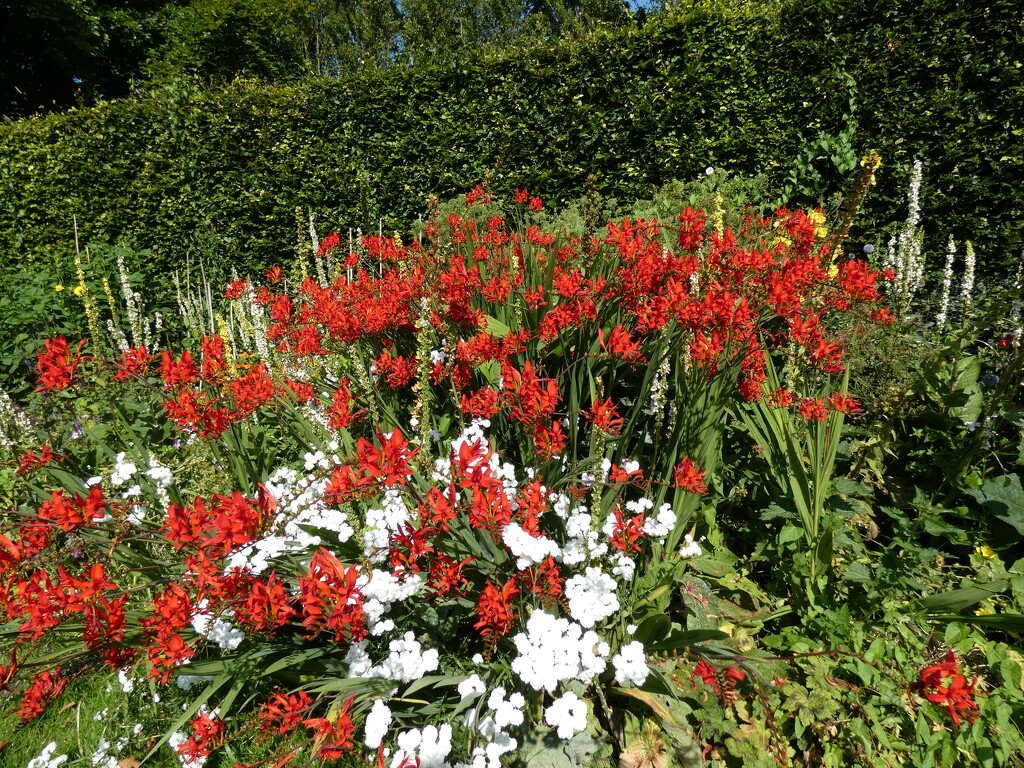 Herbaceous Border  by foxes37