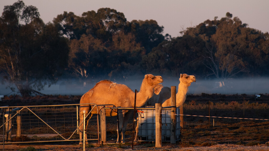 Camels by nannasgotitgoingon