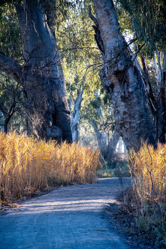 Chaffey Bend Walk by nannasgotitgoingon