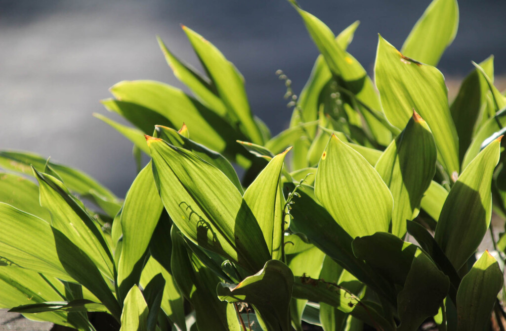 Lilies of the Valley leaves by mittens