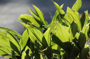 24th Jul 2024 - Lilies of the Valley leaves