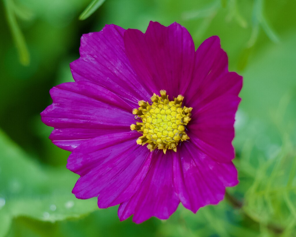 Self Sown Cosmos... P7242723 by merrelyn