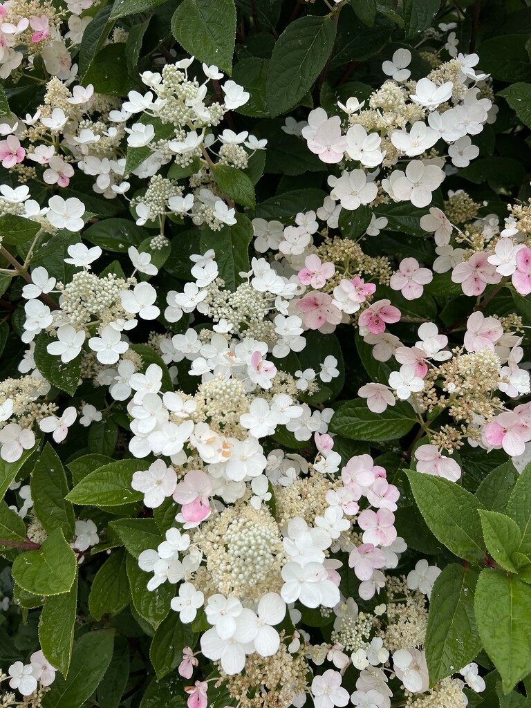 Panicle Hydrangea  by radiogirl