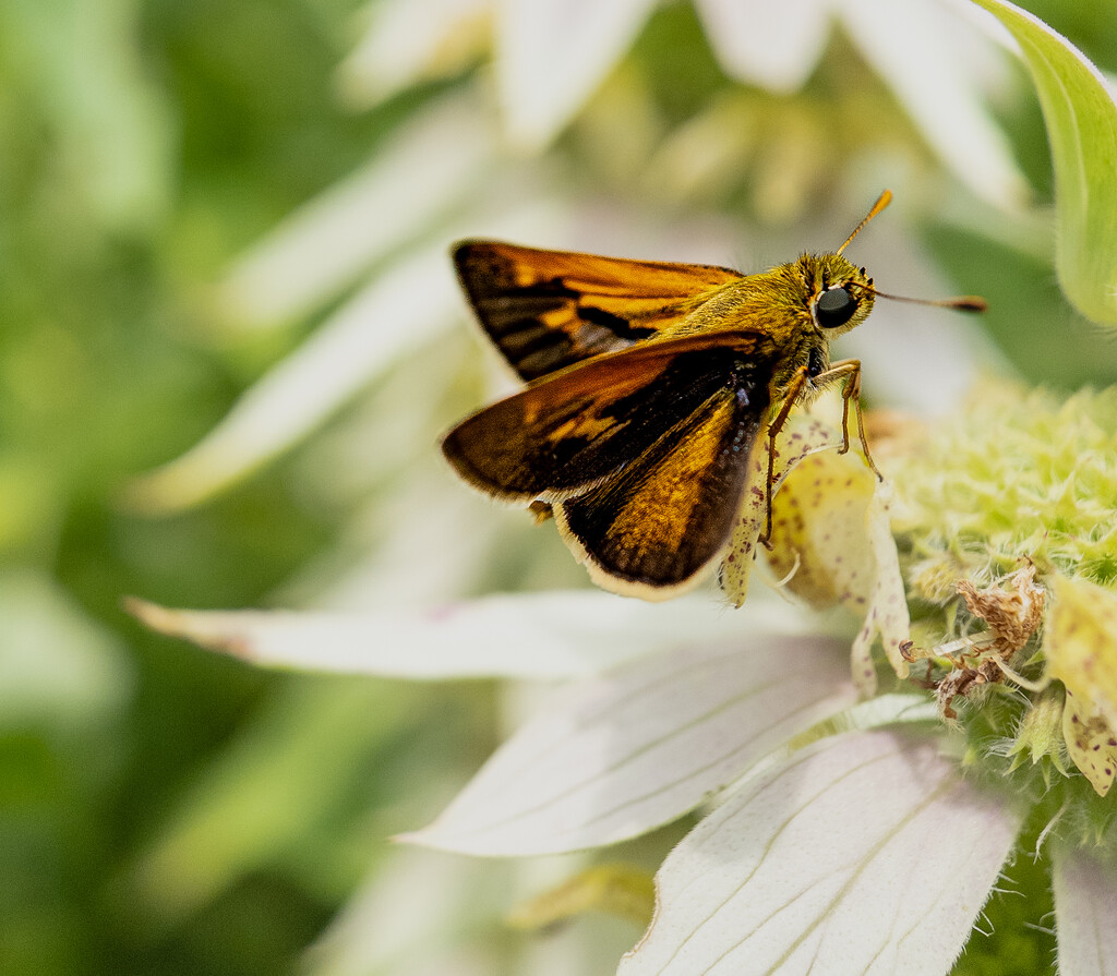 Tawny-Edged Skipper  by jnewbio