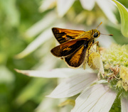 24th Jul 2024 - Tawny-Edged Skipper 