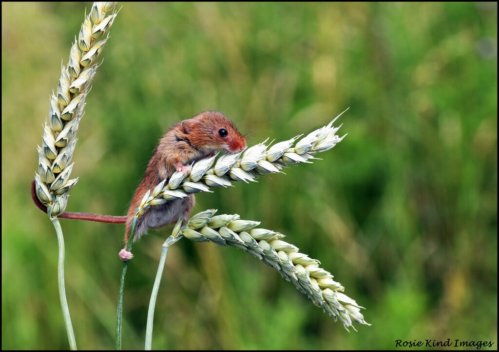 hanging on by rosiekind