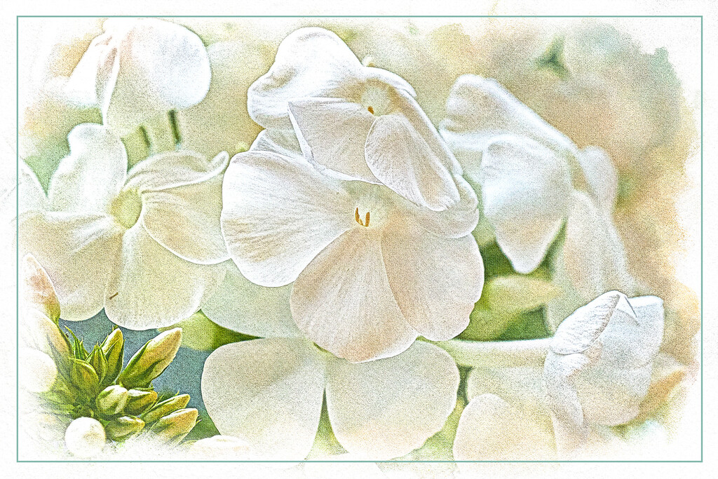 White Phlox Flowers by gardencat