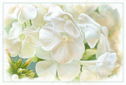 24th Jul 2024 - White Phlox Flowers