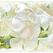 White Phlox Flowers