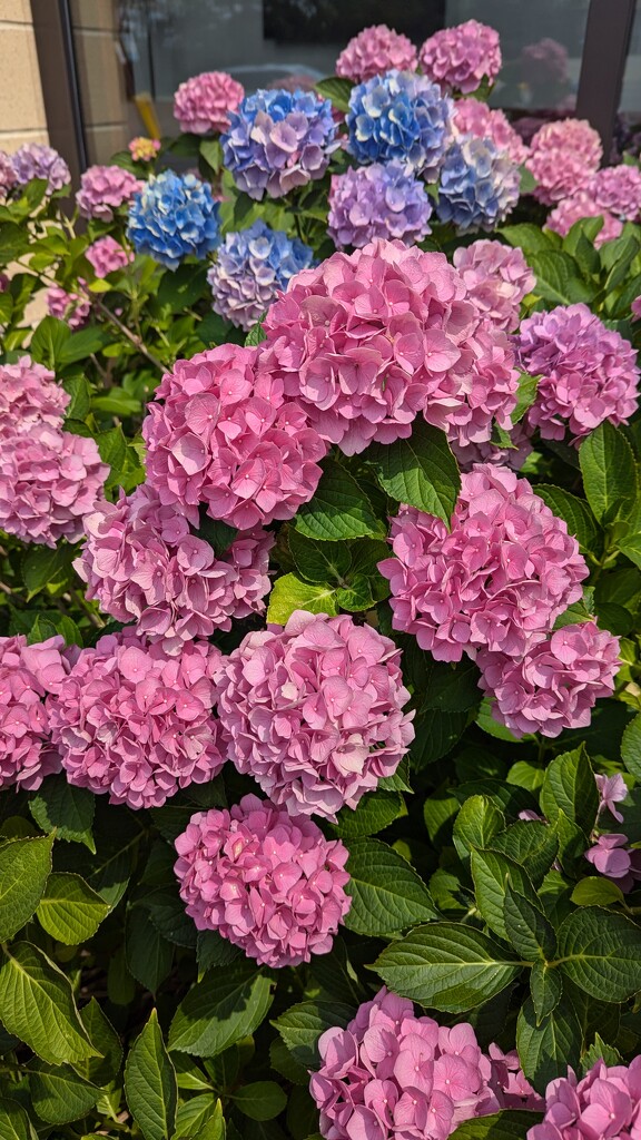 Hydrangeas by julie