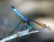 21st Jul 2024 - Dragon fly