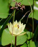 22nd Jul 2024 - Pond lily