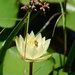 Pond lily by fallenrosepetals