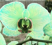 1st Jul 2024 - Water colored orchid