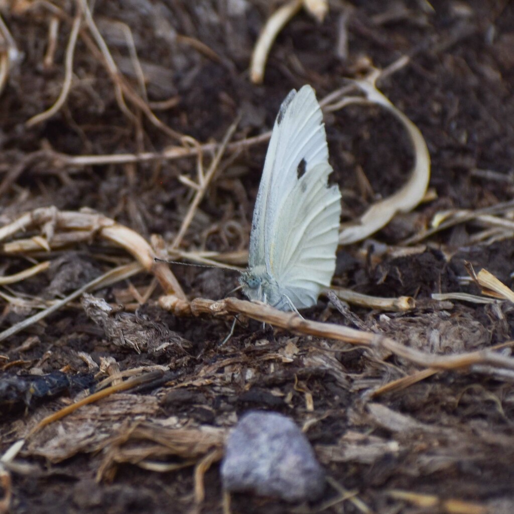 White Cabbage Butterfly by bjywamer