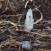 White Cabbage Butterfly