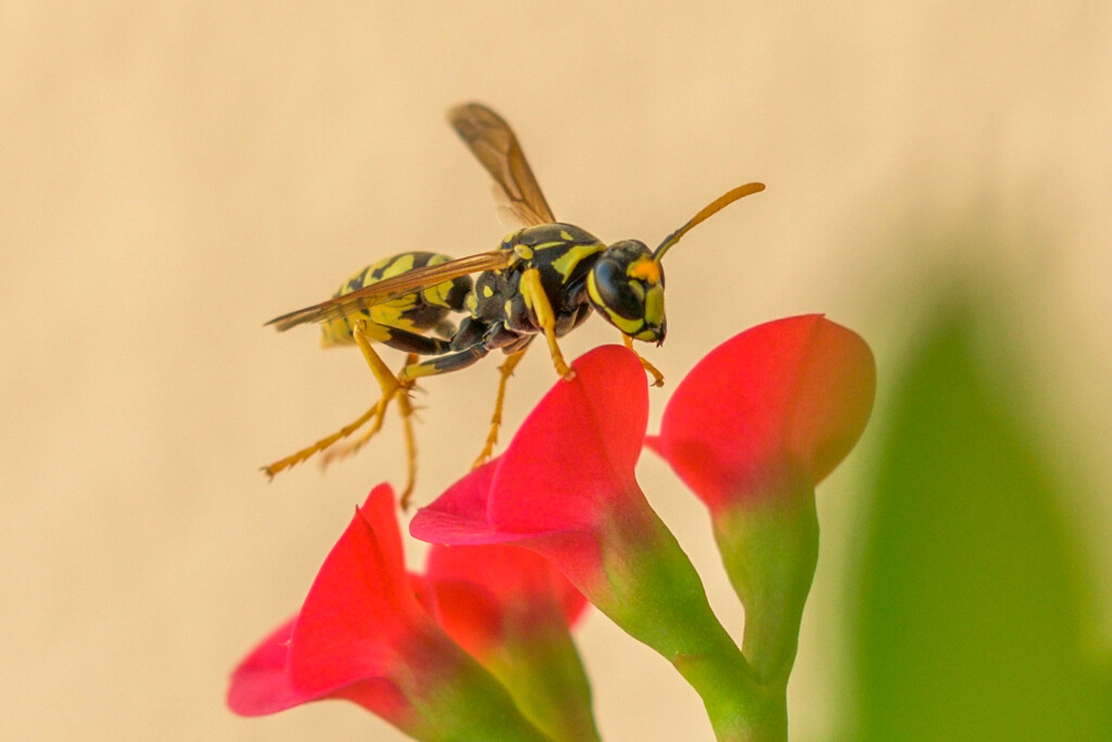 A Wasp and a Flower by augusto