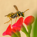 A Wasp and a Flower by augusto