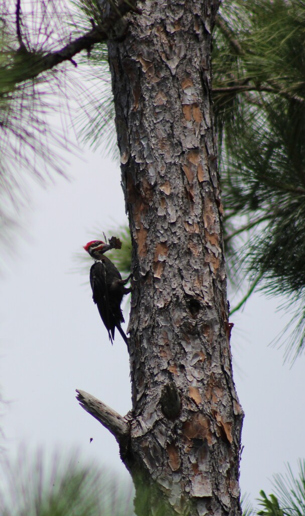 Woodpecker  by fallenrosepetals