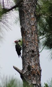 23rd Jul 2024 - Woodpecker 