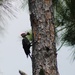 Woodpecker 