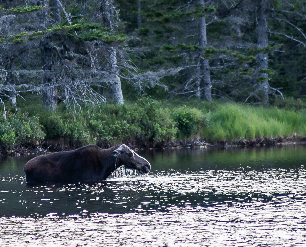 Moose-4 by darchibald