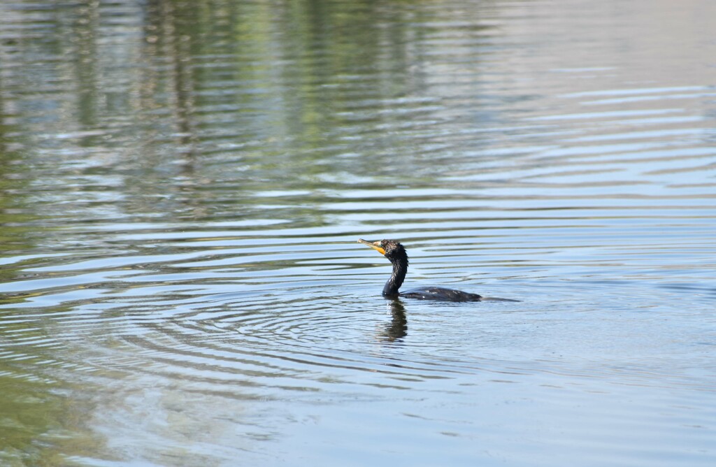 Cormorant by bjywamer