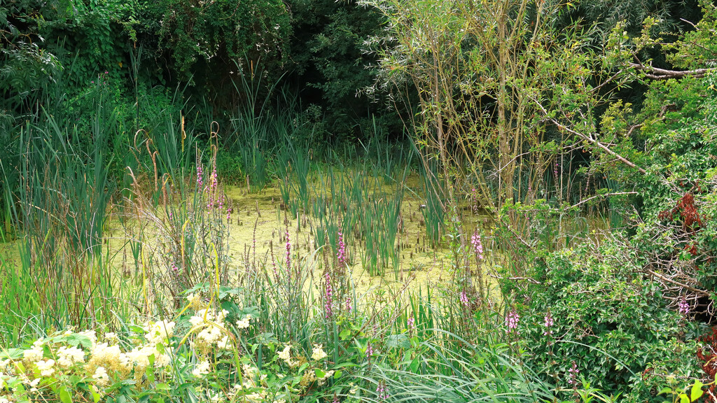 Murky pool, with plenty of health looking plants.... by neil_ge