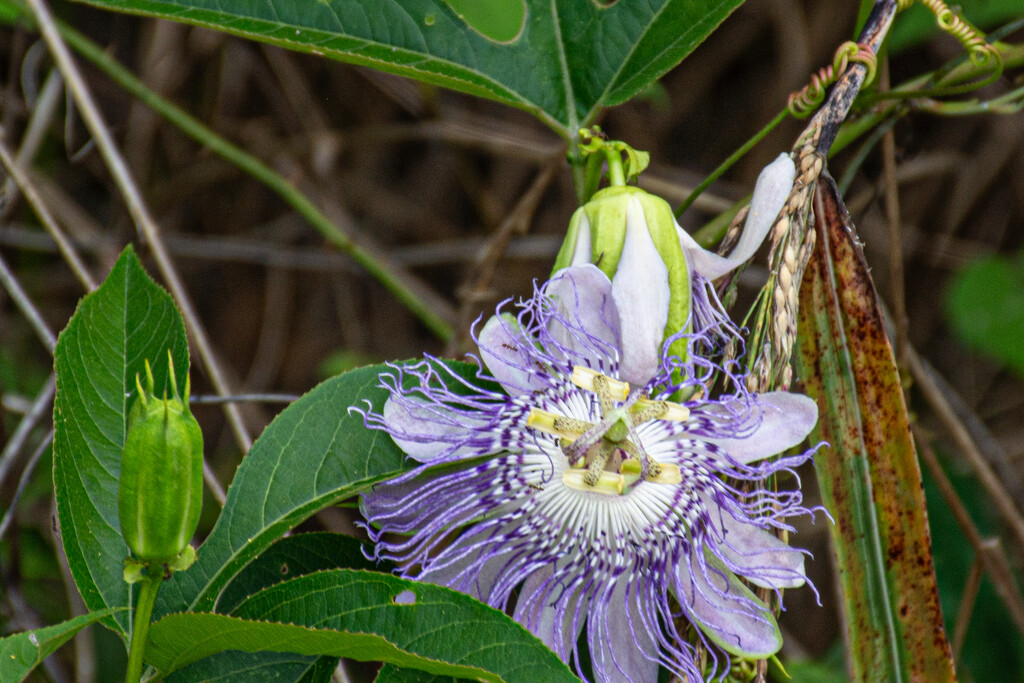 Passionflower... by thewatersphotos