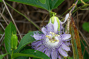 22nd Jul 2024 - Passionflower...